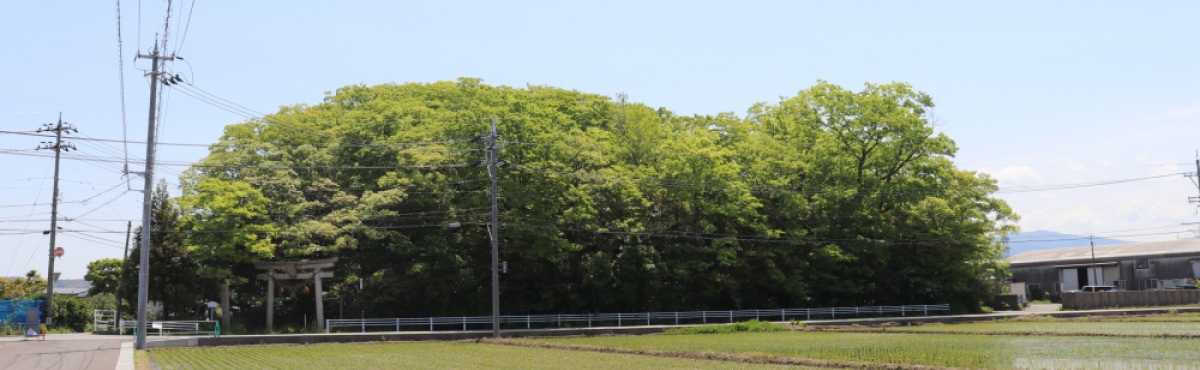Rừng thiêng Chinju no Mori của đền Kifune ở thị trấn Senda, thành phố Kanazawa, tỉnh Ishikawa.